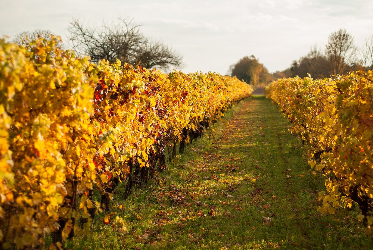 vigne automne